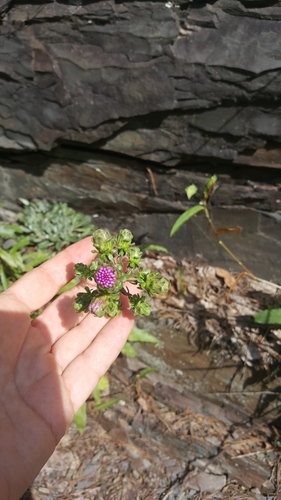 Liatris (blazing-stars) (alternate view 7)