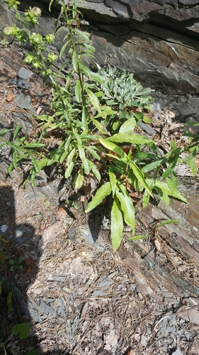 Liatris (blazing-stars) (alternate view 8)