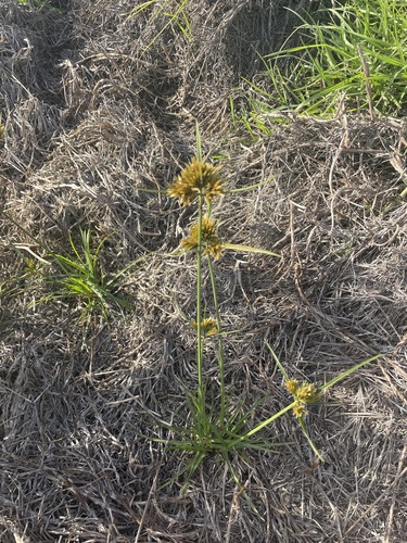 Cyperus polystachyos (Bunchy flat-sedge) (alternate view 6)