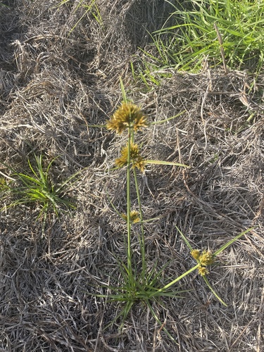 Cyperus polystachyos (Bunchy flat-sedge) (alternate view 7)