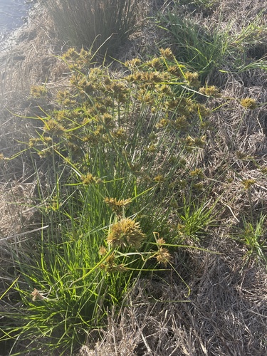 Cyperus polystachyos (Bunchy flat-sedge) (alternate view 8)
