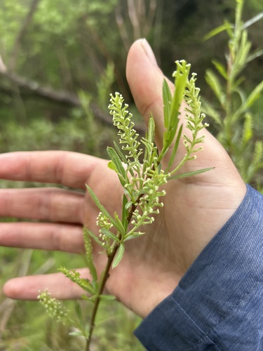 Salix interior (interior sandbar willow)