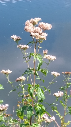Eupatorium cannabinum (hemp agrimony)