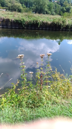 Eupatorium cannabinum (hemp agrimony)