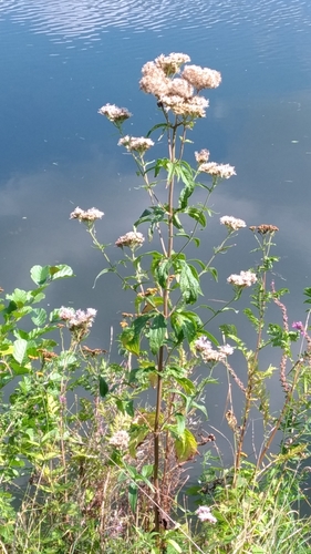 Eupatorium cannabinum (hemp agrimony)