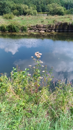 Eupatorium cannabinum (hemp agrimony)