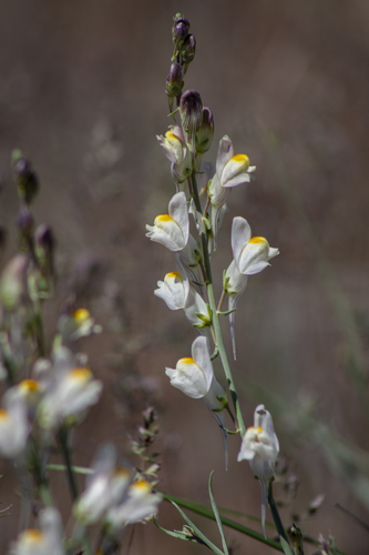 Linaria (Toadflaxes) (alternate view 5)