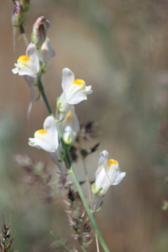 Linaria (Toadflaxes) (alternate view 7)