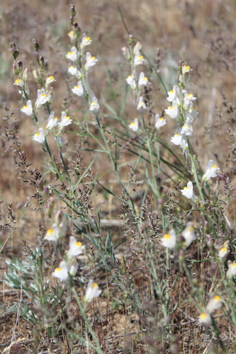 Linaria (Toadflaxes) (alternate view 6)