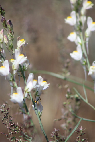 Linaria (Toadflaxes) (alternate view 8)