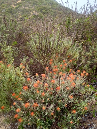Castilleja foliolosa (woolly paintbrush) (alternate view 5)