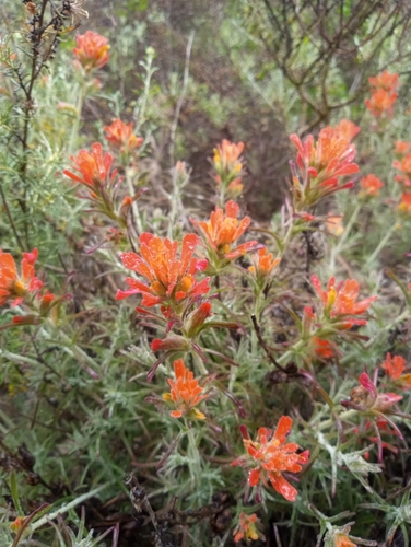 Castilleja foliolosa (woolly paintbrush) (alternate view 4)