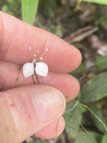 Aneilema acuminatum (Pointed Aneilema) (alternate view 5)