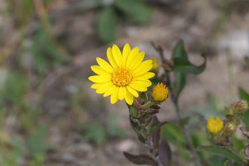 Chrysopsis mariana (Maryland golden-aster) (alternate view 2)