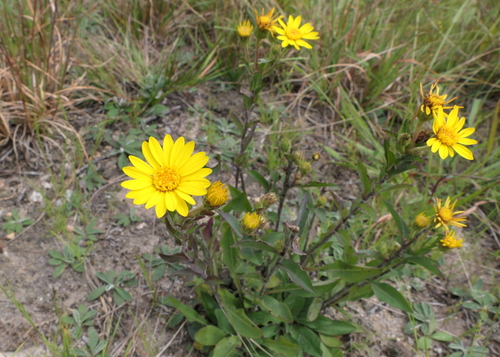 Chrysopsis mariana (Maryland golden-aster) (alternate view 3)