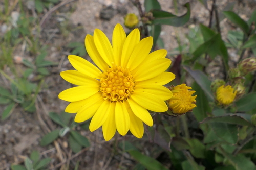 Chrysopsis mariana (Maryland golden-aster) (alternate view 4)