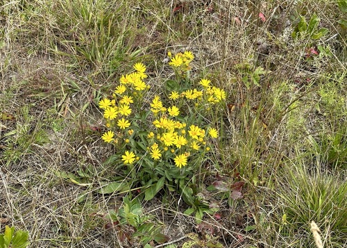 Chrysopsis mariana (Maryland golden-aster)