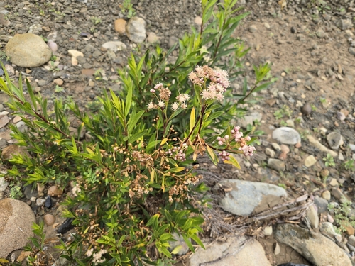 Baccharis salicifolia (mule fat)