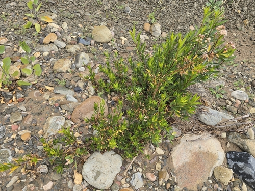 Baccharis salicifolia (mule fat)