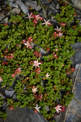 Phedimus (False Stonecrops) (alternate view 9)