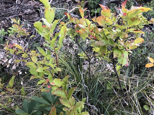 Vaccinium membranaceum (Black Huckleberry) (alternate view 4)