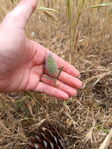 Trifolium angustifolium (Narrow-leaved clover)
