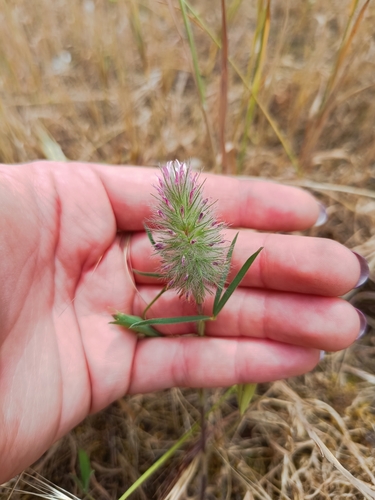 Trifolium angustifolium (Narrow-leaved clover) (alternate view 2)