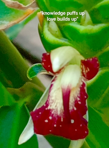 Zingiber officinale (Ginger) (alternate view 5)