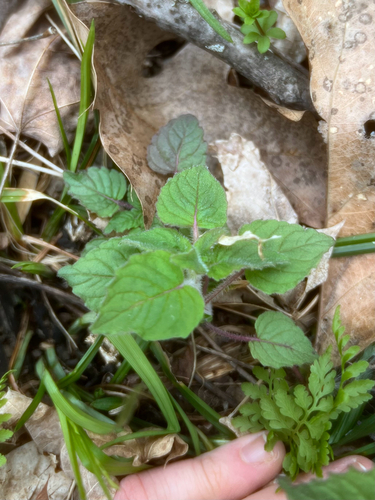 Blephilia hirsuta (Hairy Wood Mint)