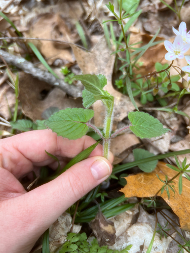 Blephilia hirsuta (Hairy Wood Mint) (alternate view 2)