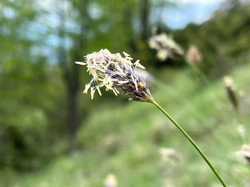 Sesleria nitida (alternate view 6)