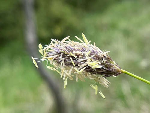 Sesleria nitida (alternate view 5)