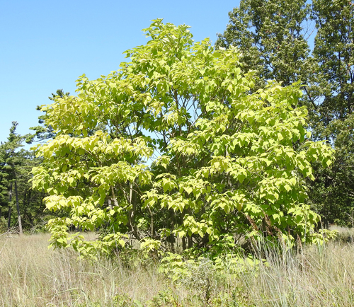 Catalpa speciosa (Northern Catalpa) (alternate view 2)
