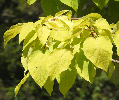 Catalpa speciosa (Northern Catalpa) (alternate view 3)