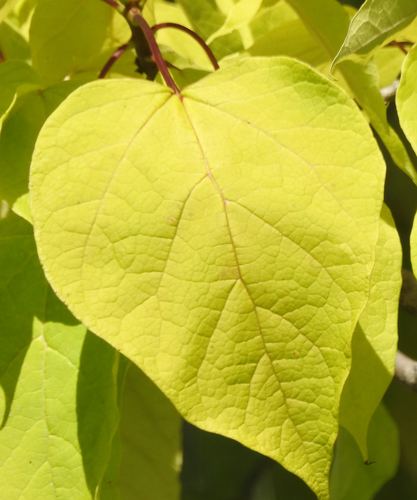 Catalpa speciosa (Northern Catalpa) (alternate view 4)