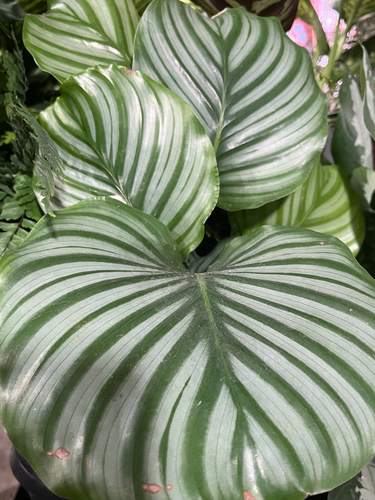 Goeppertia orbifolia (Round-Leaved Calathea)