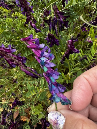 Vicia villosa (woolly vetch) (alternate view 5)