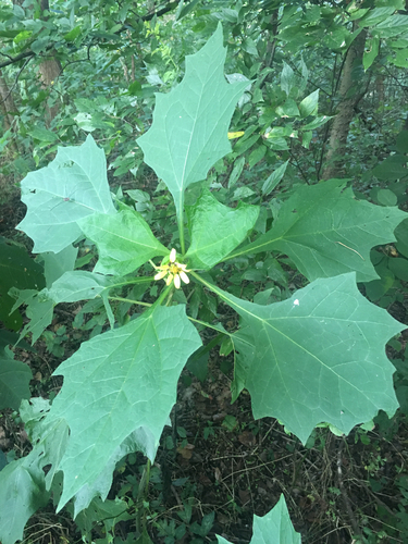 Smallanthus uvedalia (bear's foot) (alternate view 5)