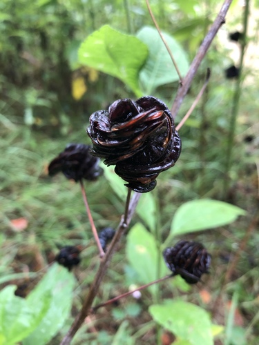 Desmanthus illinoensis (Illinois bundleflower) (alternate view 5)