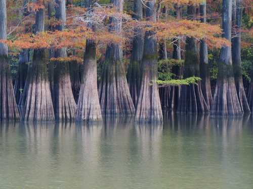 Taxodium distichum (bald cypress)