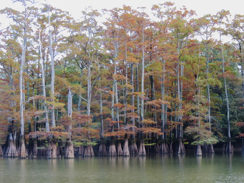 Taxodium distichum (bald cypress) (alternate view 2)