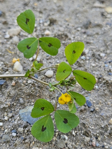 Medicago arabica (Spotted medick)