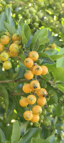Duranta erecta (Golden Dewdrop)