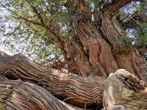 Platycladus orientalis (Oriental Arborvitae) (alternate view 8)
