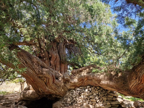 Platycladus orientalis (Oriental Arborvitae) (alternate view 9)