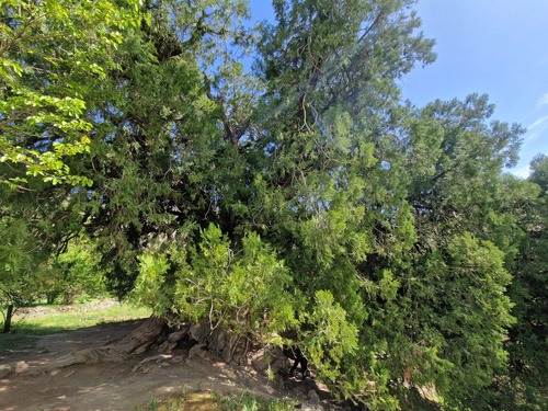 Platycladus orientalis (Oriental Arborvitae) (alternate view 10)
