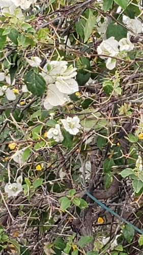 Bougainvillea × buttiana (garden bougainvillea) (alternate view 9)