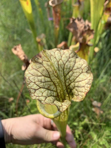 Sarracenia × moorei (Moore's Pitcher Plant) (alternate view 3)