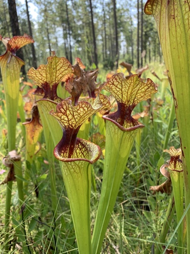 Sarracenia × moorei (Moore's Pitcher Plant)