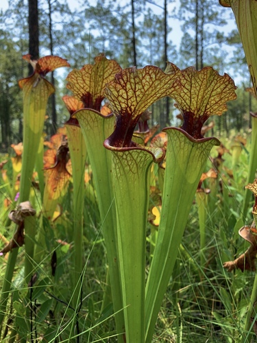 Sarracenia × moorei (Moore's Pitcher Plant) (alternate view 2)